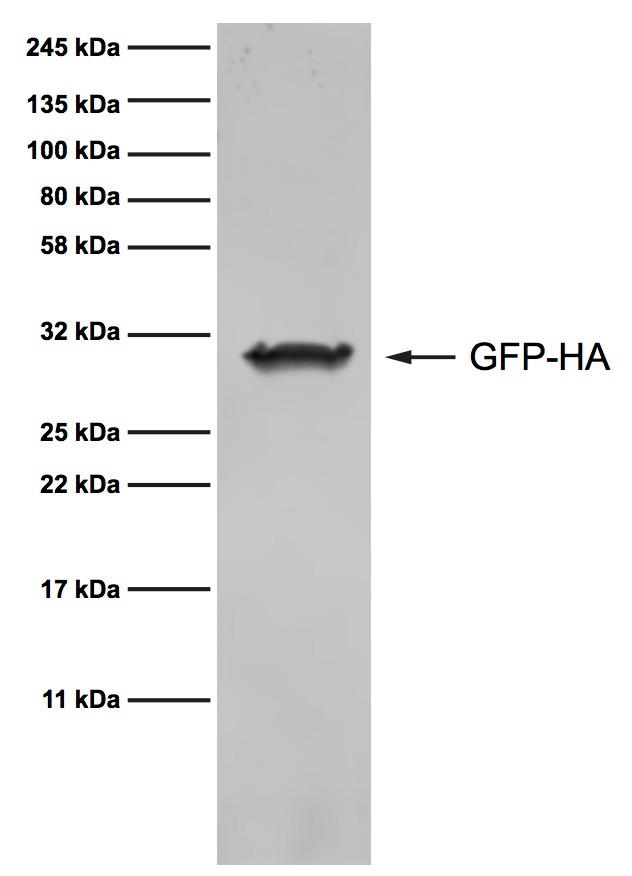Western blot analysis of cell extract from HEK293T cells expressing GFP-HA (29.9 kDa)