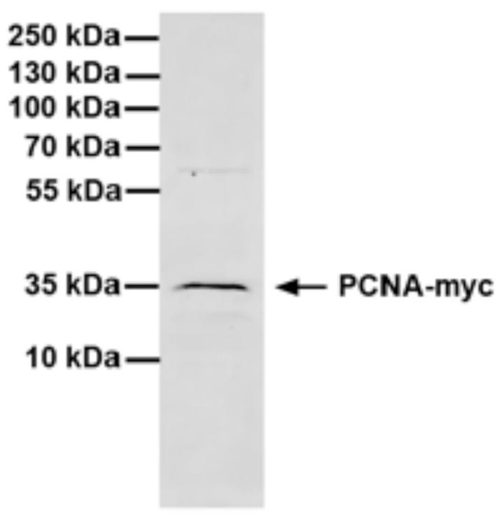 Western Blot analysis of cell extract from HEK293Tcells expressing PCNA-myc
