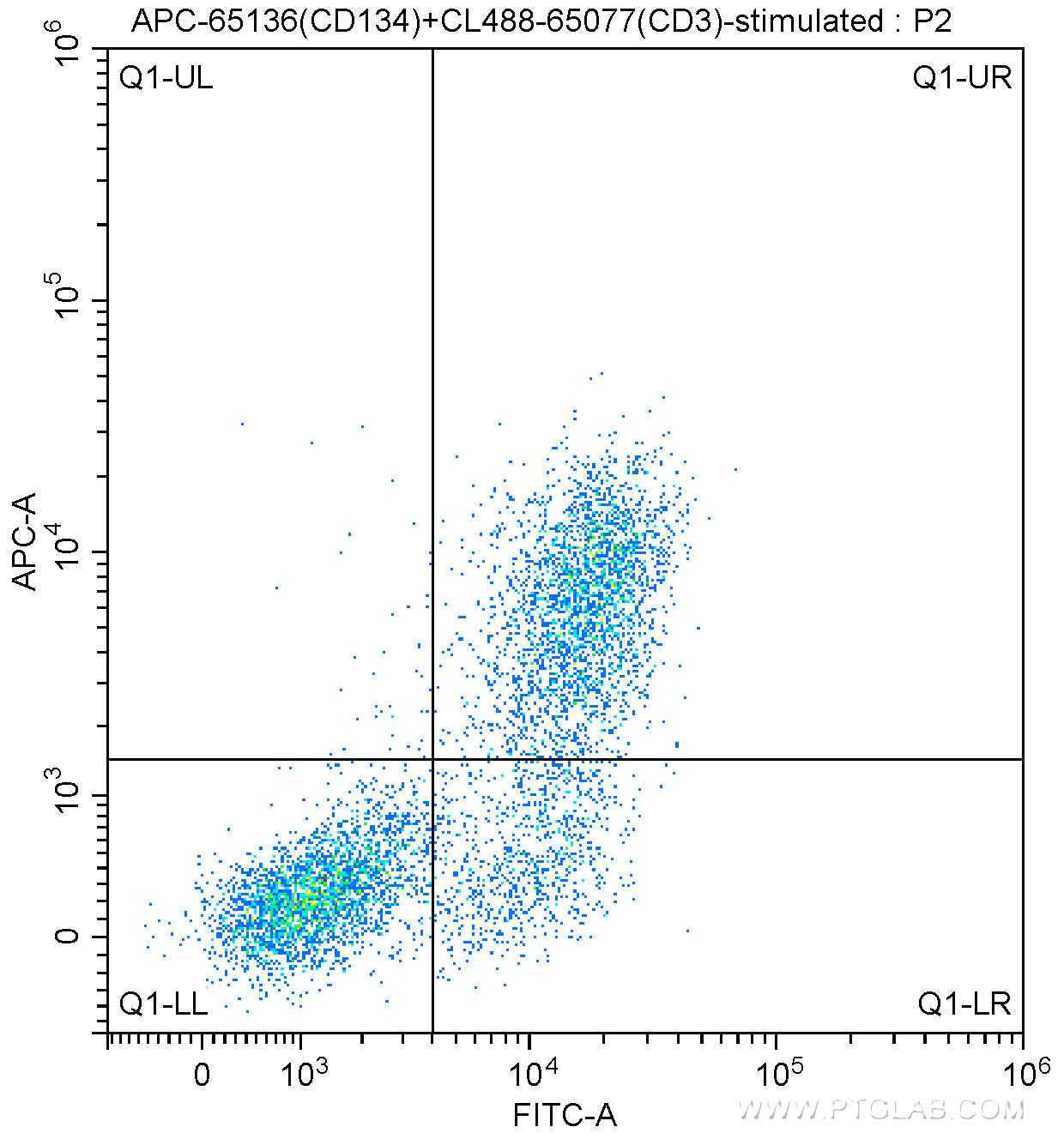 1X10^6 Con A-stimulated (3 ug/ml, 2 days) BALB/c mouse splenocytes were surface stained with CoraLite®488-Conjugated Anti-Mouse CD3 (CL488-65077, Clone: 17A2) and 0.13 ug APC Anti-Mouse CD134 (APC-65136, Clone: OX-86). Cells were not fixed.