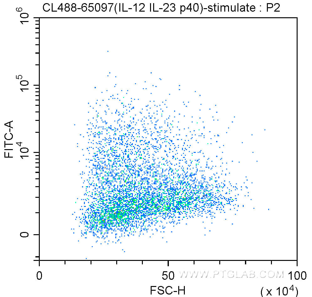 IFN-γ primed Balb/c mouse peritoneal macrophages stimulated with LPS in the presence of a protein transport inhibitor were treated with fixation and permeabilization reagents and intracellularly stained with 0.25 ug CoraLite®488 Anti-Mouse IL-12/IL-23 p40 (CL488-65097, Clone: C17.8).