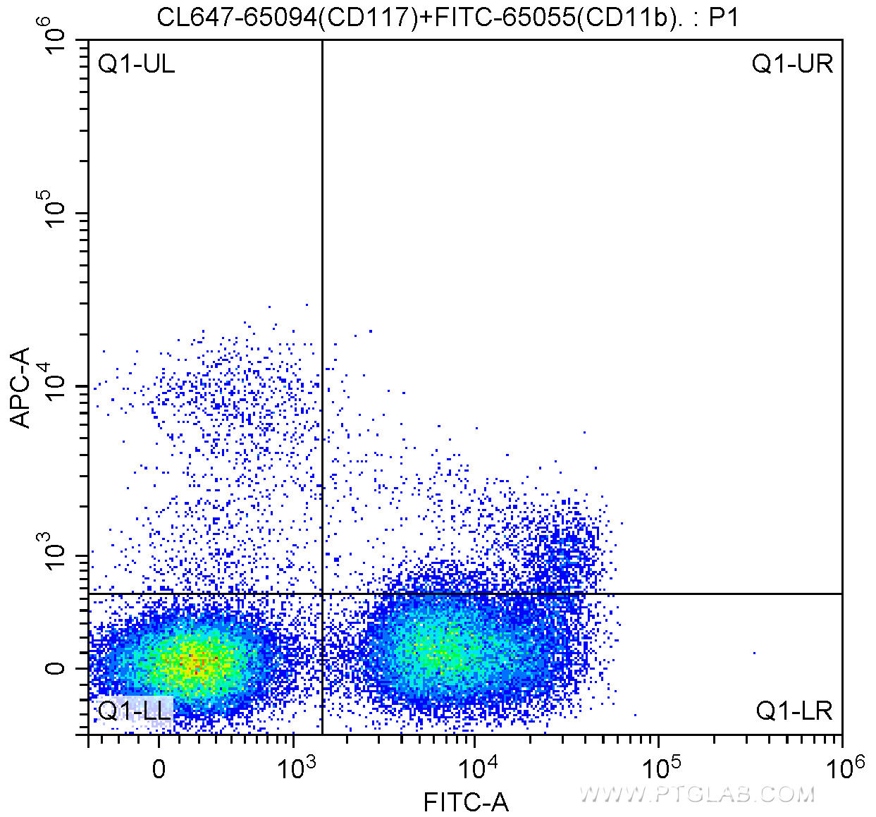 1X10^6 C57BL/6 mouse bone marrow cells were surface stained with FITC-Anti-Mouse CD11b (FITC-65055, Clone: M1/70) and 5.00 ul CoraLite®647-conjugated Anti-Mouse CD117 (c-Kit) (CL647-65094, Clone: ACK2). Cells were not fixed.