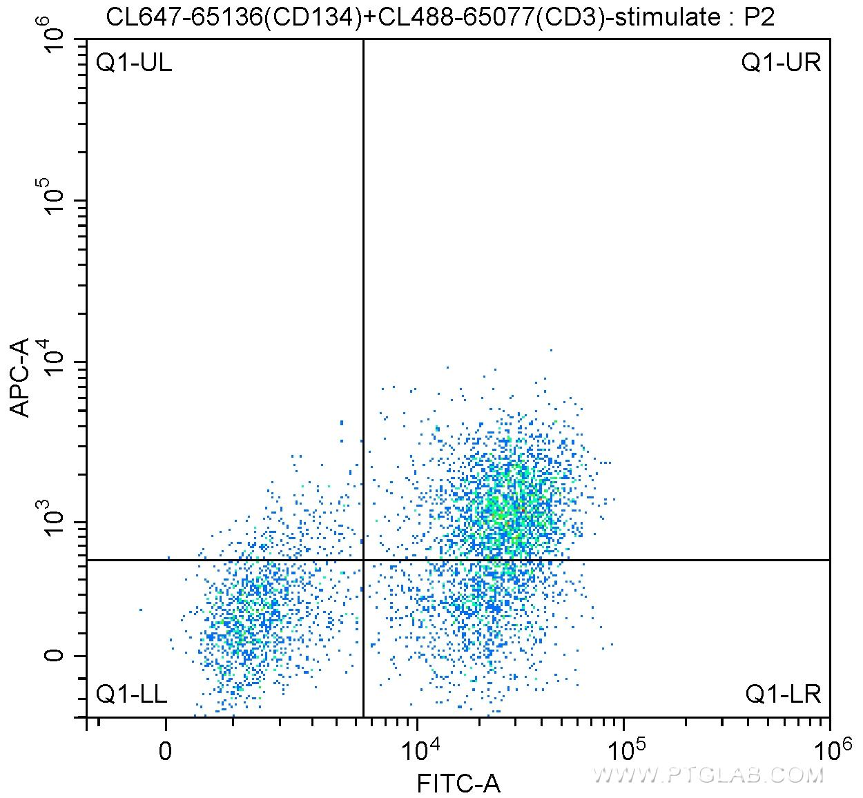 1X10^6 Con A-stimulated (3 ug/ml, 2 days) BALB/c mouse splenocytes were surface stained with CoraLite®488-Conjugated Anti-Mouse CD3 (CL488-65077, Clone: 17A2) and 5 ul CoraLite®647 Anti-Mouse CD134 (CL647-65136, Clone: OX-86). Cells were not fixed.