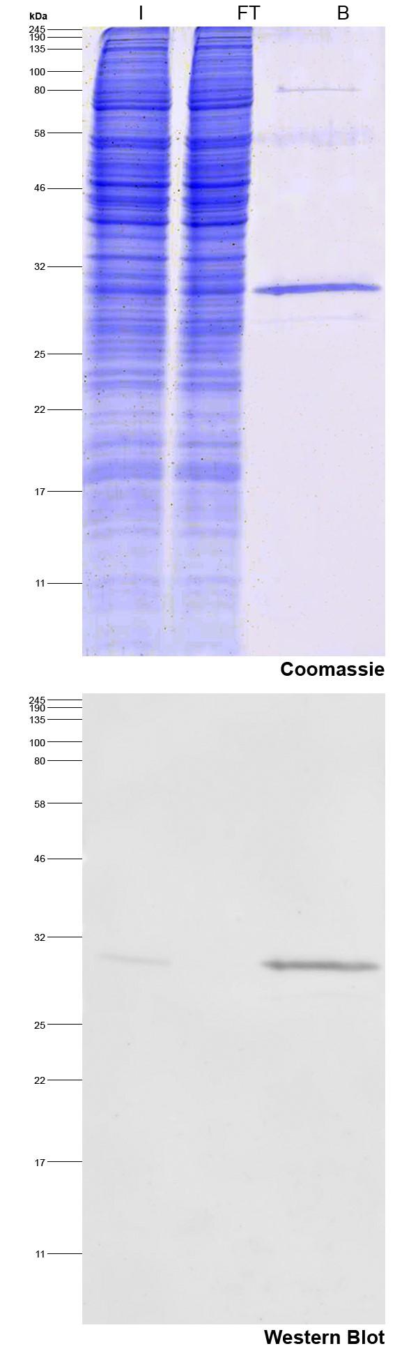 Immunoprecipitation of Spot-tagged protein. Input (I), non-bound (FT) and bound (B), Coomassie staining and Western blotting. Western blot indicates high effectivity.