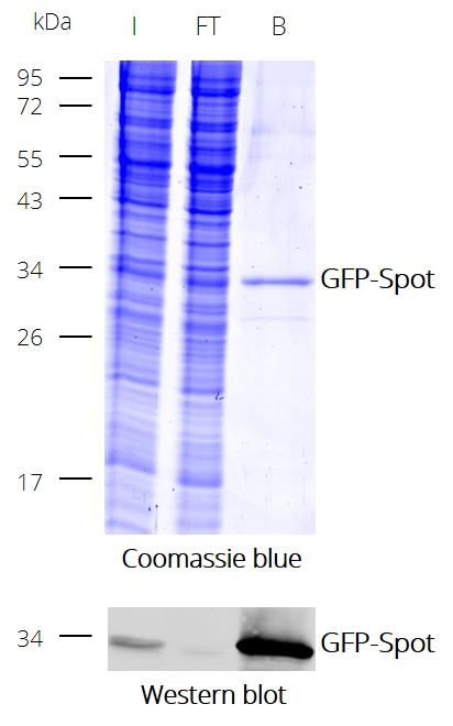 Immunoprecipitation (IP) of GFP with Spot-Trap Magnetic Particles M-270: Coomassie and Western blot (I: Input, FT: Flow-Through, B: Bound)