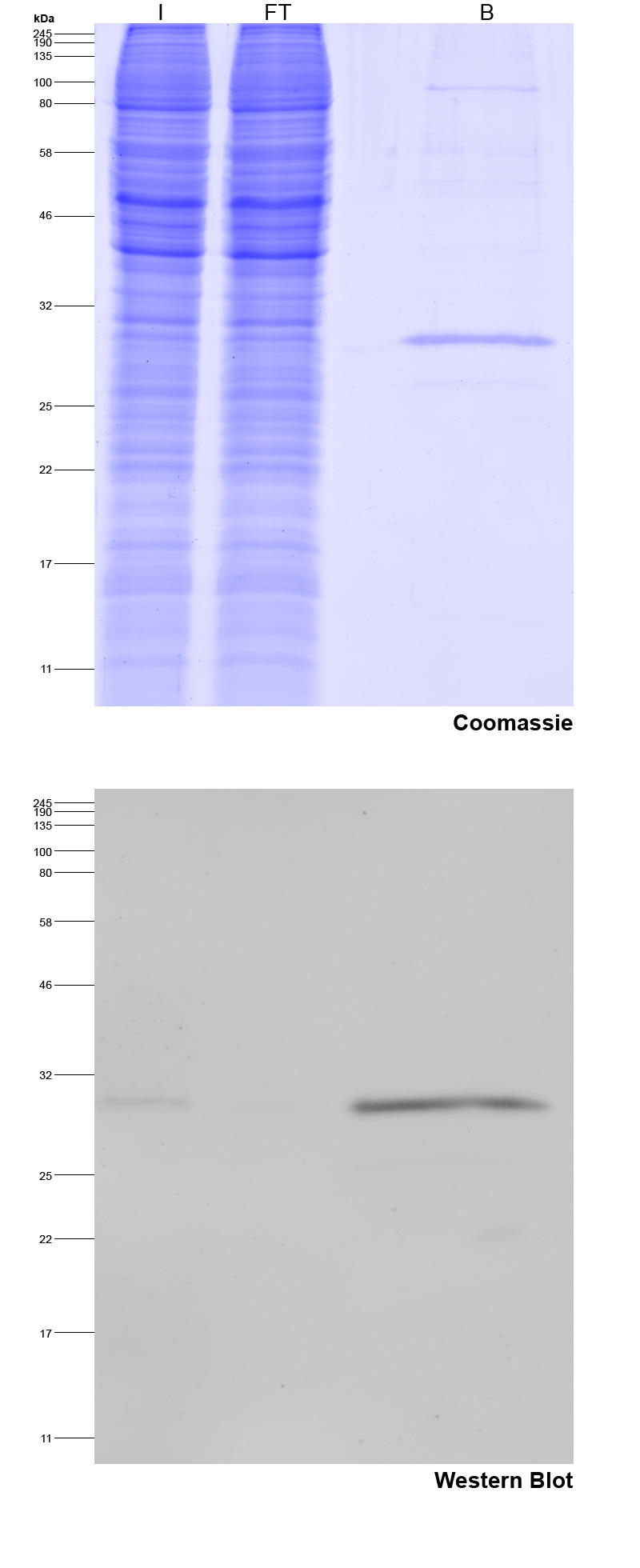 Spot-Trap Magnetic Agarose for immunoprecipitation of Spot-tagged proteins: Coomassie blue stained gel and Western blot I: Input, FT: Flow-Through, B: Bound