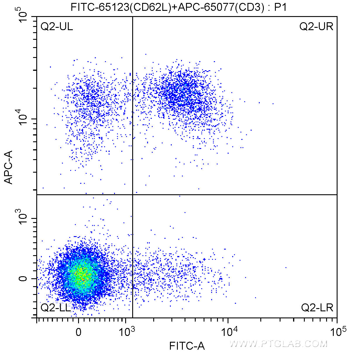 1X10^6 C57BL/6 mouse splenocytes were surface stained with APC-Anti-Mouse CD3 (APC-65077, Clone: 17A2) and 0.25 ug FITC-Anti-Mouse CD62L (L-Selectin) (FITC-65123, Clone: MEL-14). Cells were not fixed.