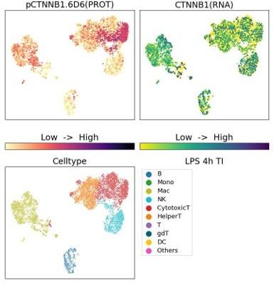 MultiPro(マルチプロ)Human Discovery Panelを用いたhospho-Beta Catenin (Ser675) (リン酸化タンパク質)解析データ