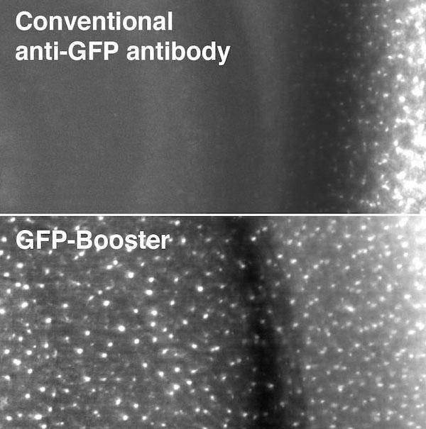 Tissue penetration rate: The comparison of conventional anti-GFP antibody and GFP-Booster shows the superior tissue penetration rate of GFP-Booster. Fluorescent images of transgenic mouse tissue expressing Cx3Cr1-EGFP. EGFP signal was enhanced either with conventional anti-GFP antibody (top image) or with the GFP-Booster (bottom image).