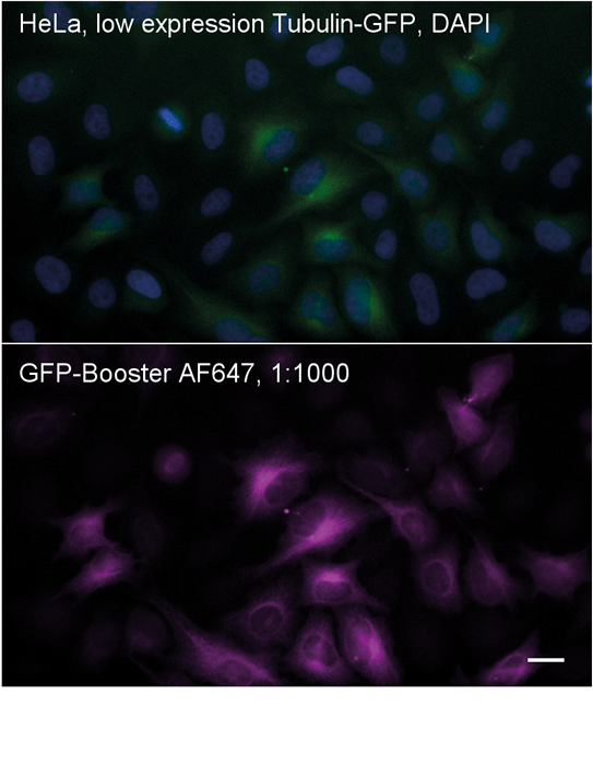 Immunostaining of Tubulin-GFP: HeLa cells low expressing Tubulin-GFP. Top: GFP signal of Tubulin-GFP (green) and DAPI stain (blue); Bottom: Tubulin-GFP detection by GFP-Booster coupled to Alexa Fluor 647