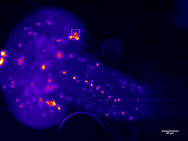 Central nervous system of a 3-day-old Drosophila larvae. GFP-Booster was used to enhance the signal of dopamine neurons expressing GFP. (Image kindly provided by Kayvan Forouhesh Tehrani, the Kner Lab, University of Georgia; the Drosophila sample was supplied by the Shen lab, University of Georgia, Athens.)