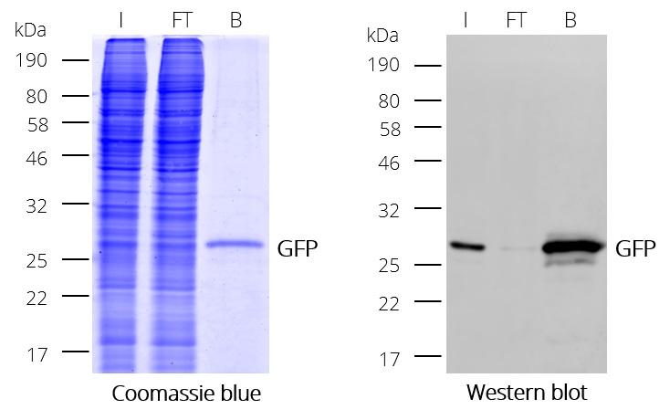 Immunoprecipitation (IP) of GFP with GFP-Trap Magnetic Particles M-270: Coomassie and Western blot (I: Input, FT: Flow-Through, B: Bound)