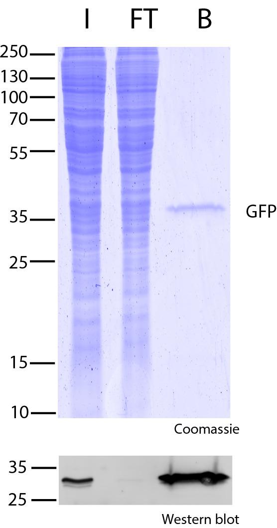 GFP-Trap Magnetic Agarose for immunoprecipitation of GFP-fusion proteins. Note single-band in Bound fraction, which indicates a very effective pull-down. I: Input, FT: Flow-Through, B: Bound
