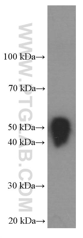 WB result of HRP-DDDDK antibody (HRP-66008, 1:40,000) with Flag tagged protein.