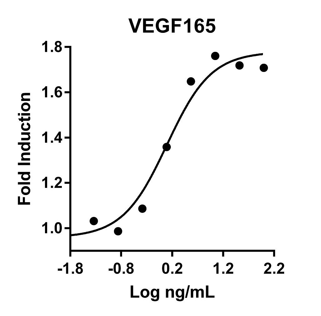 The activity was determined by the dose-dependent stimulation of the proliferation of HUVEC cells (Human Umbilical Vein Endothelial Cells) using Promega CellTiter96® Aqueous Non-Radioactive Cell Proliferation Assay.