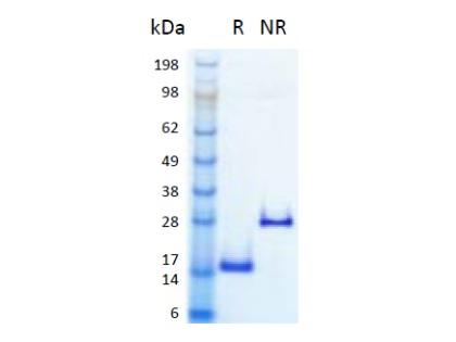 The protein was resolved by SDS- polyacrylamide gel electrophoresis and the gel was stained with Coomassie blue. R represents reducing conditions and NR represents non-reducing conditions.