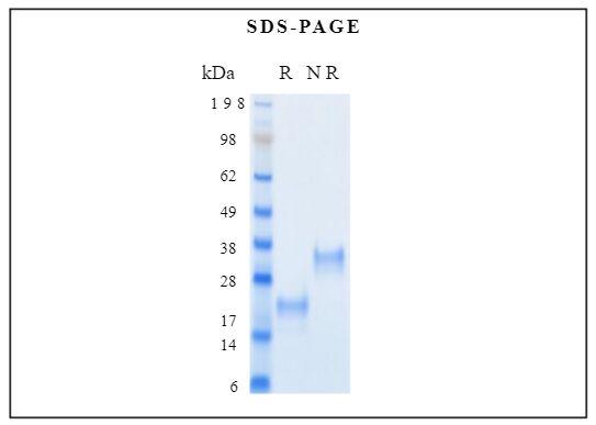 The protein was resolved by SDS-polyacrylamidegel electrophoresis and the gel was stained withCoomassie blue.