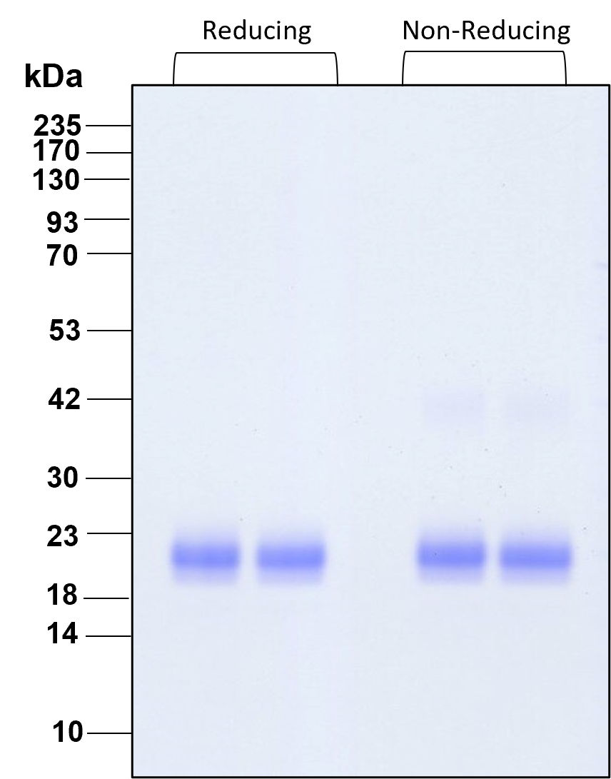 The protein was resolved by SDS- polyacrylamide gel electrophoresis and the gel was stained with Coomassie blue