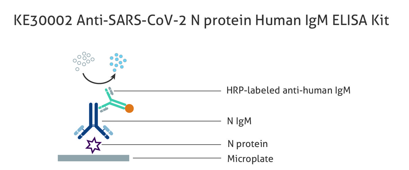 図1 ヒト Anti-SARS-CoV-2 N protein IgM 抗体測定ELISAキット(品番:KE30002)の原理