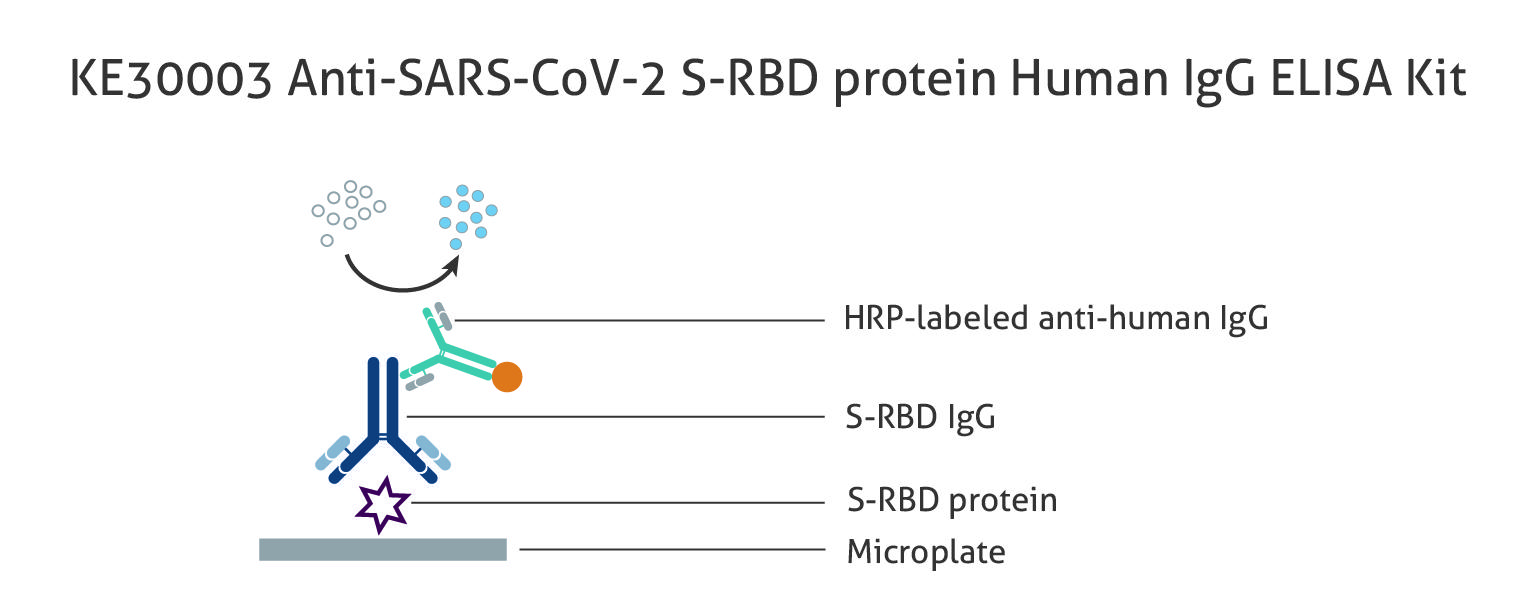 図1　ヒト Anti-SARS-CoV-2 S-RBD protein IgG 抗体測定ELISAキット（品番：KE30003）の原理