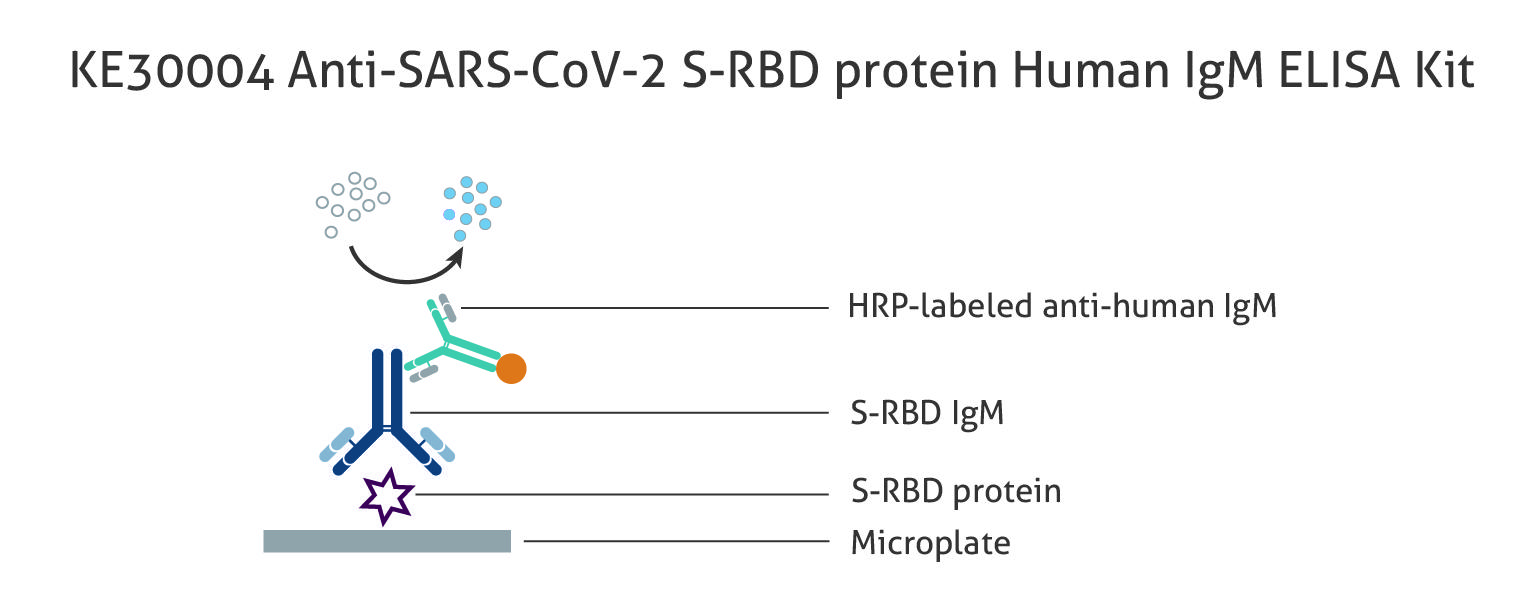 図1 ヒト Anti-SARS-CoV-2 S-RBD protein IgM 抗体測定ELISAキット(品番:KE30004)の原理