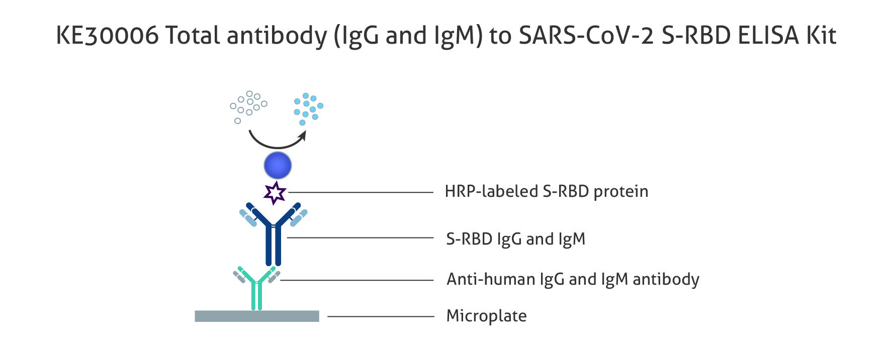 図1　ヒト Anti SARS-CoV-2 S-RBD トータル抗体（IgG and IgM）測定ELISAキット（品番：KE30006）の原理