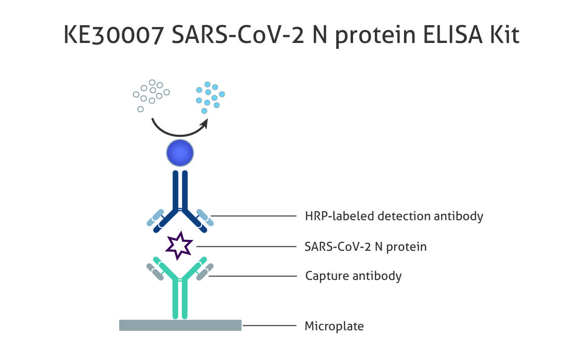 図1　SARS-CoV-2 N protein 測定ELISAキット（品番：KE30007）の原理