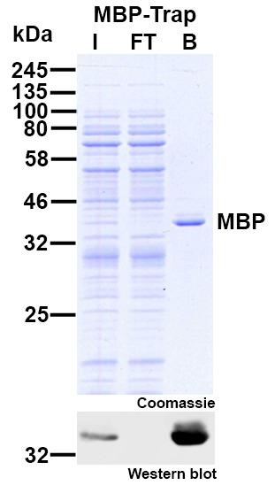 Immunoprecipitation of maltose binding protein (MBP) from E. coli cell extract. The Western blot shows the very high effectivity of the MBP-Trap: No MBP is left in Flow-Through lane. I: Input, FT: Flow-Through, B: Bound