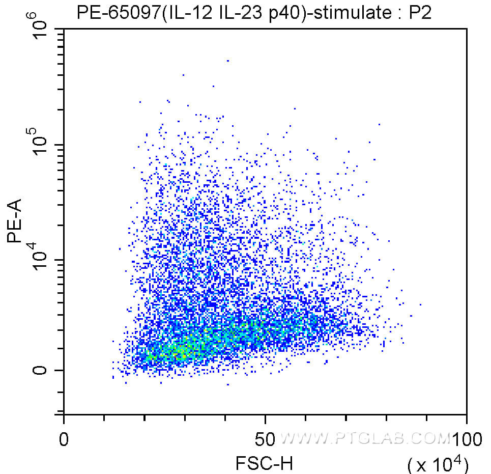 IFN-γ primed Balb/c mouse peritoneal macrophages stimulated with LPS in the presence of a protein transport inhibitor were treated with fixation and permeabilization reagents and intracellularly stained with 0.25 ug PE Anti-Human IL-12/IL-23 p40 (PE-65097, Clone: C17.8).