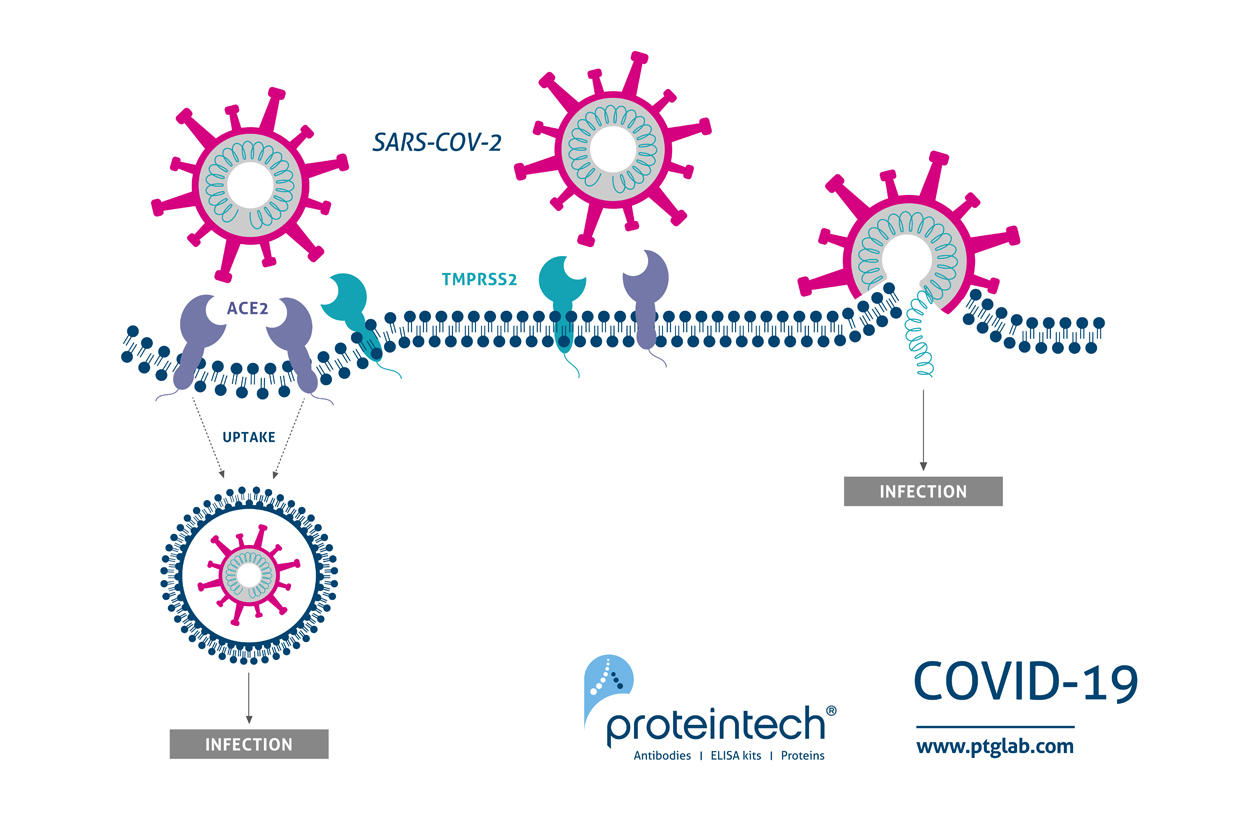 SARS-CoV-2̊@iJjYjTv