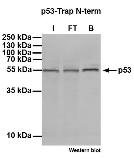 p53-N-term-Trap for immunoprecipitation of p53 isoform alpha, beta and gamma. I: Input, FT: Flow-through, B: Bound
