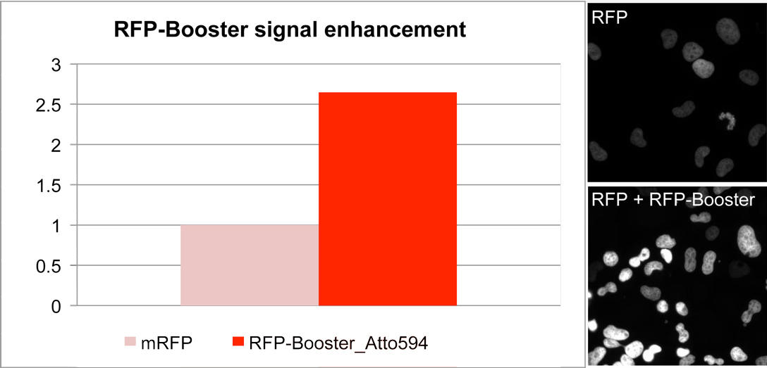 Enhancement of RFP signal with RFP-Booster_Atto594. Comparison of signal intensity of a cell line stably expressing a nuclear RFP-fusion protein before and after RFP-Booster treatment. Microscope: InCell1000