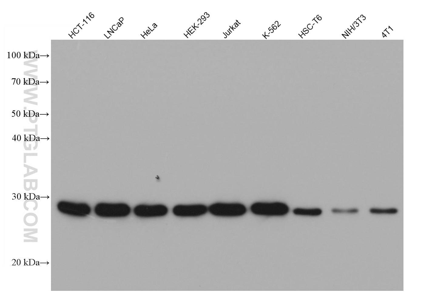 様々なライセートとMulti-rAb HRP標識抗マウスIgG二次抗体を用いたCACYBPの化学発光ウェスタンブロット（WB）結果