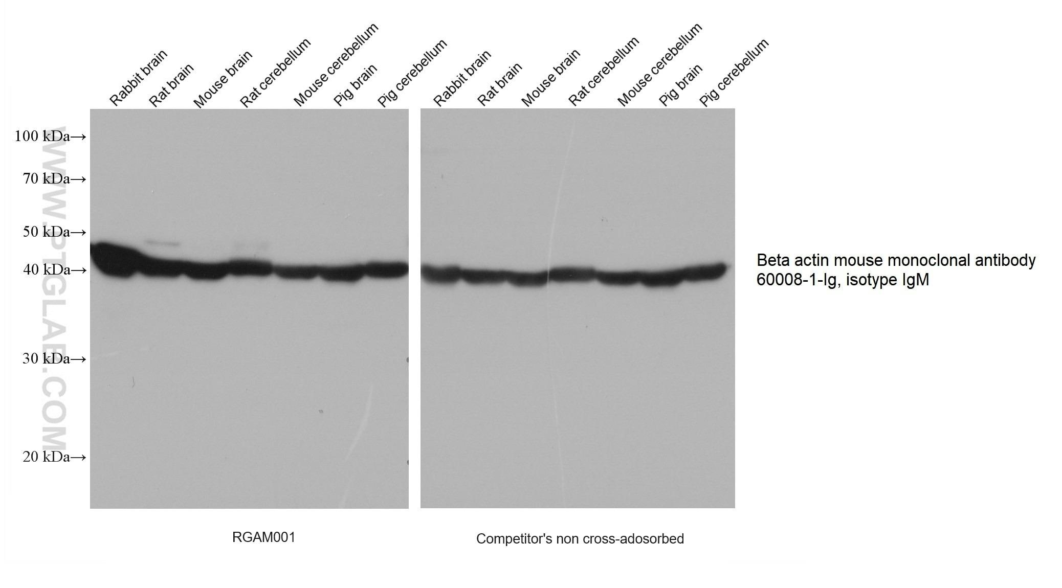Multi-rAb HRP標識抗マウスIgG二次抗体と競合他社製品（非吸着処理製品）を用いたEFTUD2の化学発光ウェスタンブロット（WB）結果の比較