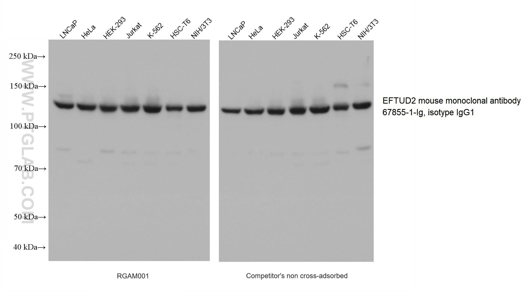 Multi-rAb HRP標識抗マウスIgG二次抗体と競合他社製品（非吸着処理製品）を用いたBeta Actinの化学発光ウェスタンブロット（WB）結果の比較
