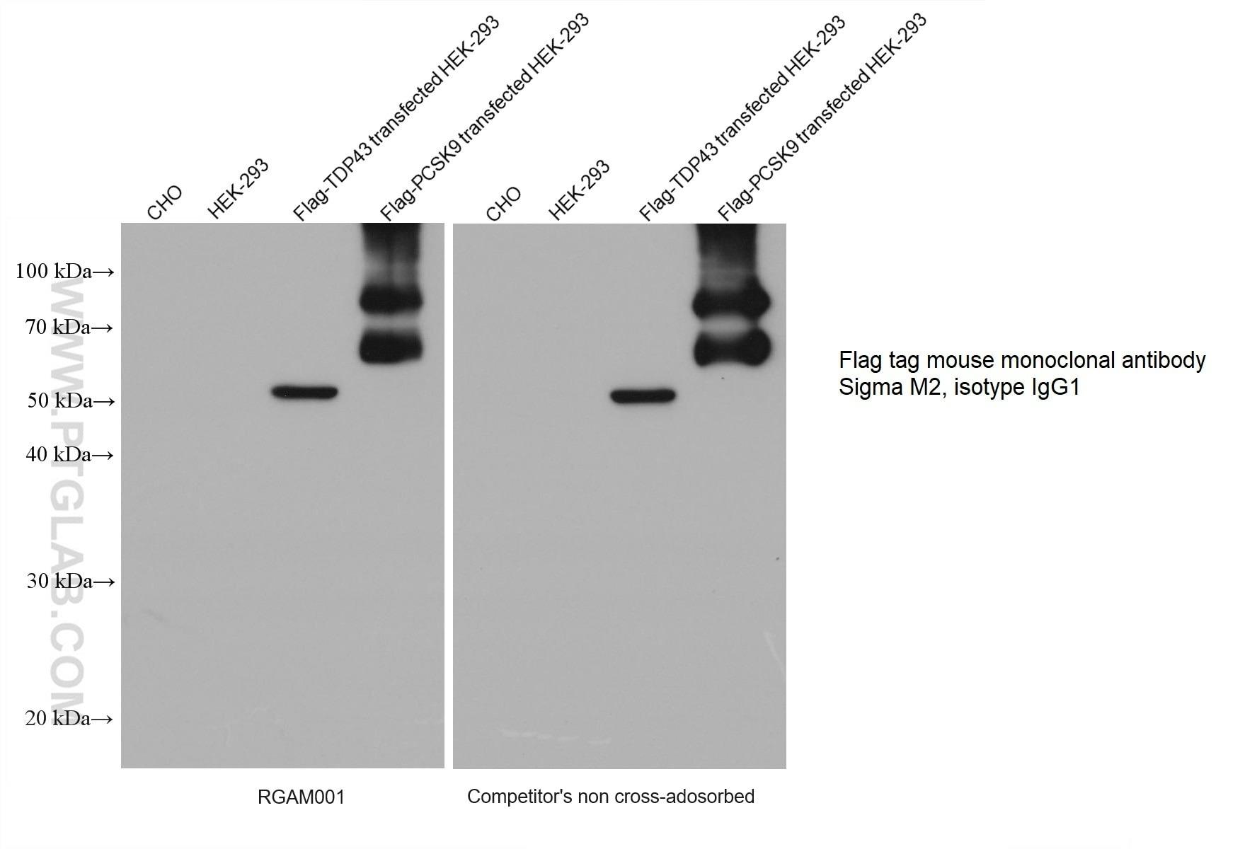 Multi-rAb HRP標識抗マウスIgG二次抗体と競合他社製品（非吸着処理製品）を用いたFlag tag抗体免疫沈降後サンプルの化学発光ウェスタンブロット（WB）結果の比較