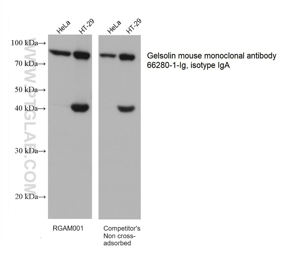 Multi-rAb HRP標識抗マウスIgG二次抗体と競合他社製品（非吸着処理製品）を用いたGelsolinの化学発光ウェスタンブロット（WB）結果の比較
