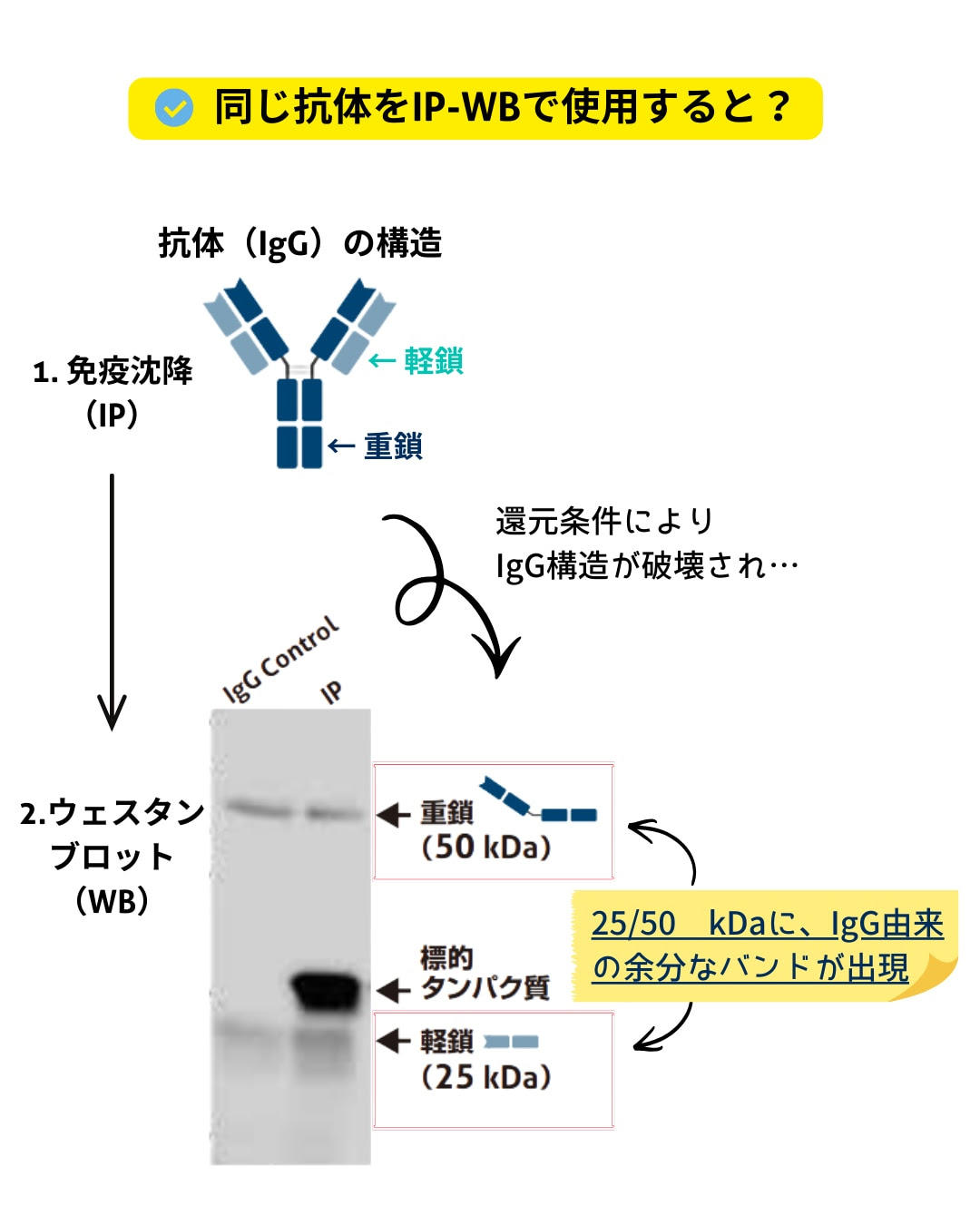 IP-WB 軽鎖・重鎖の模式図