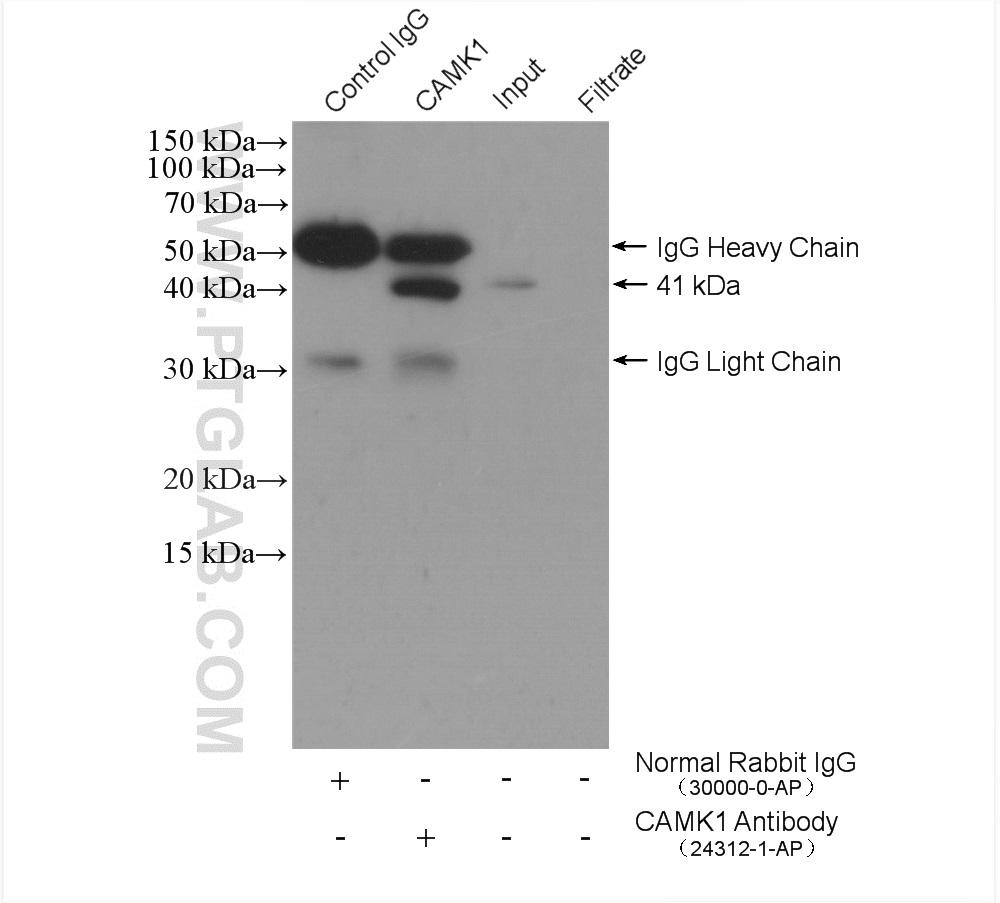 IP result of anti-CAMK1 (IP: 24312-1-AP, 4ug; Detection: 24312-1-AP 1:500) with  HEK-293 cells lysate. SA00001-18 (HRP-conjugated Protein A from S.aureus) as secondary antibody.