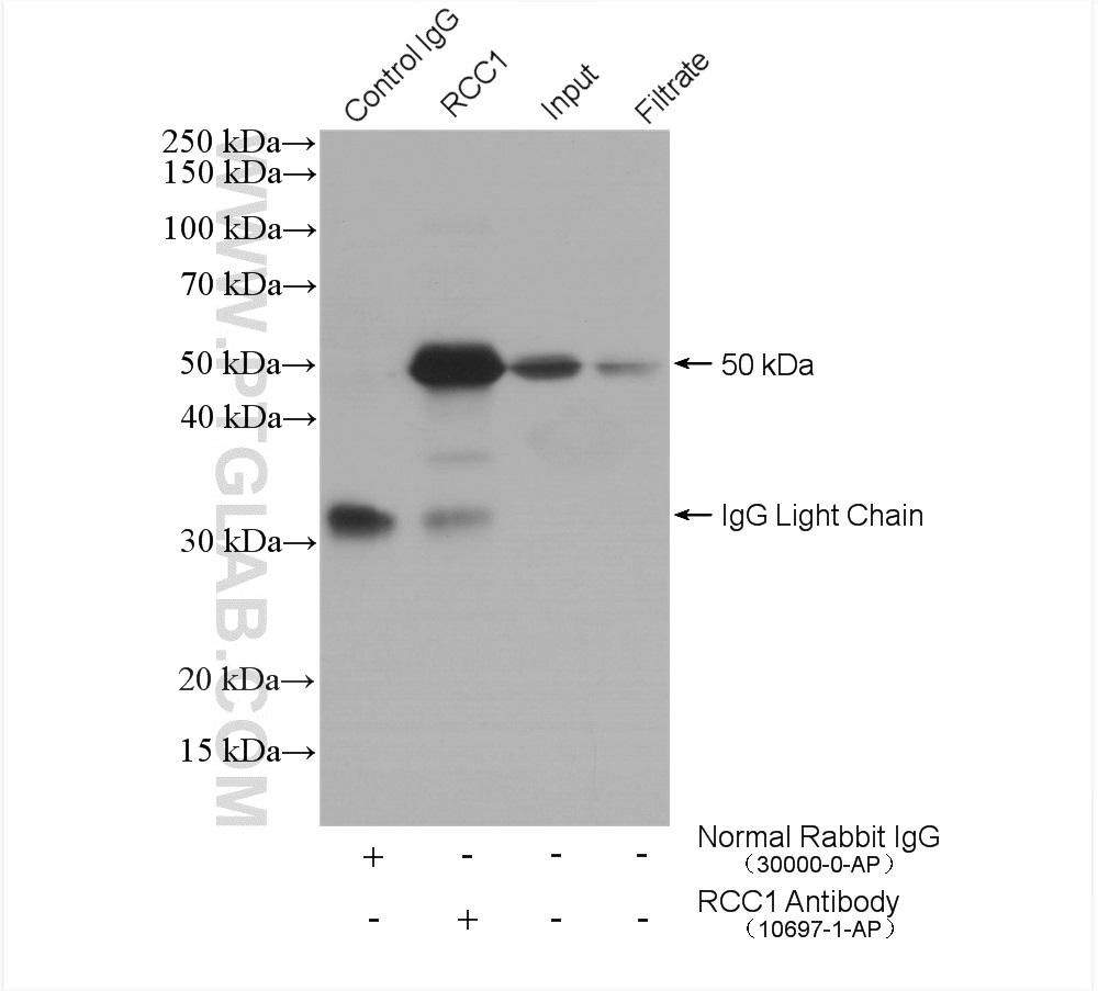 IP result of anti-RCC1 (IP:10697-1-AP, 4ug; Detection:10697-1-AP 1:500) with  HeLa cells lysate 1600 ug. SA00001-7L (HRP-Mouse Anti-Rabbit IgG Light Chain Specific) as secondary antibody.