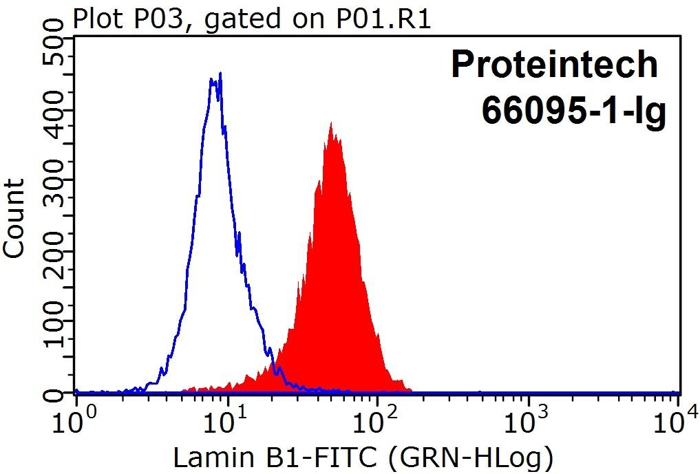 1X10^6 HeLa cells were stained with 0.2 ug Lamin B1 antibody (66095-1-Ig, red) and Fluorescein (FITC)-conjugated Affinipure Goat Anti-Mouse IgG(H+L) (SA00003-1) with dilution 1:100. Control antibody (blue). Cell were fixed with 90% MeOH.