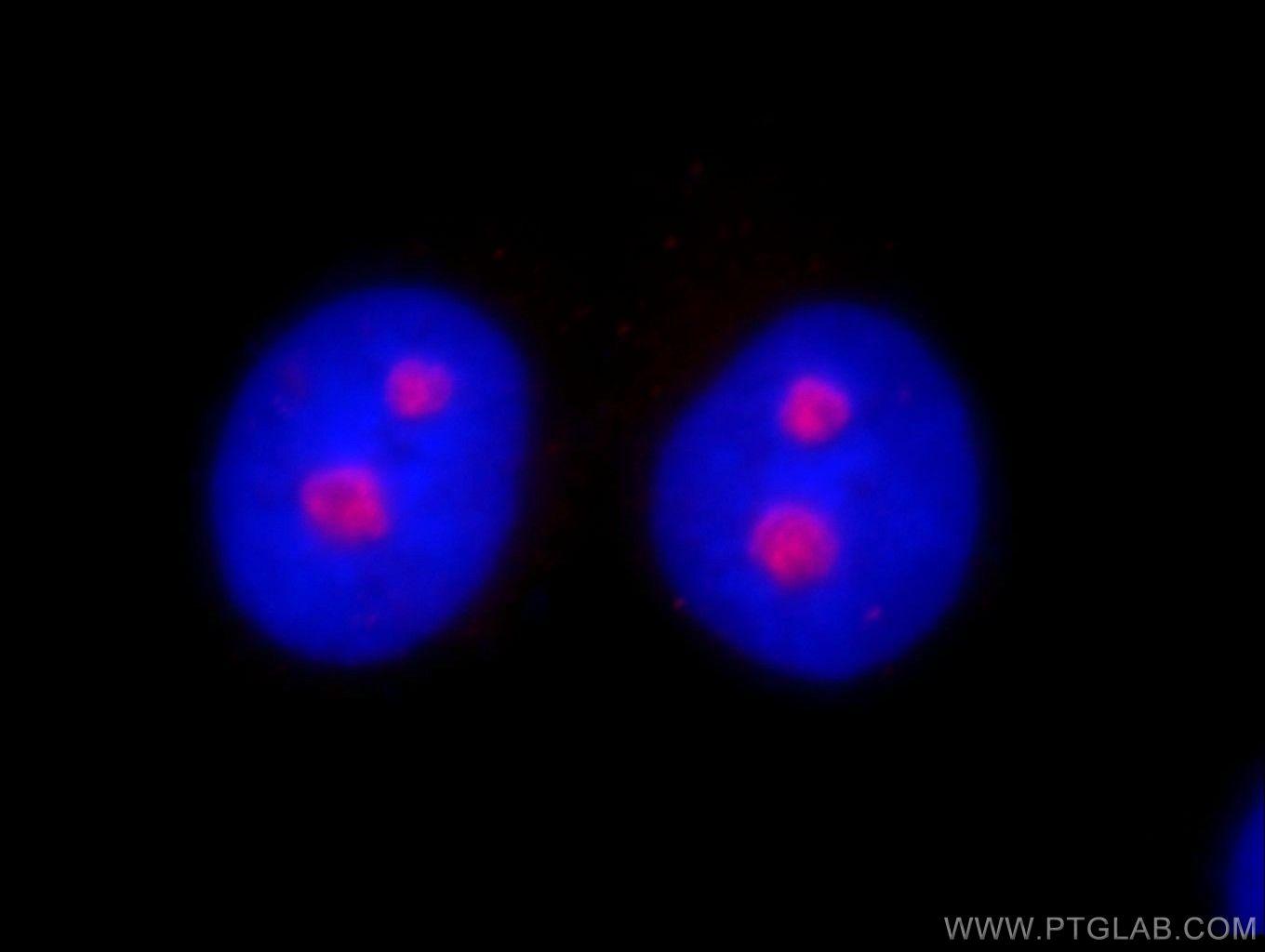 Immunofluorescent analysis of fixed Hela cells using 10066-2-AP (HINFP antibody) at dilution of 1:25 and SA00007-2 (Rhodamine (TRITC)-conjugated Goat Anti-Rabbit IgG(H+L) (red). Blue pseudocolor = DAPI (fluorescent DNA dye).