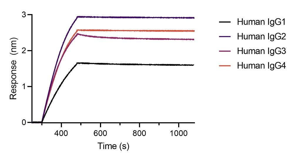 BLI binding kinetics of different human IgG antibodies. Different monoclonal human IgG antibodies were immobilized using Nano-CaptureLigand human IgG/rabbit IgG, Fc-specific VHH, biotinylated on FortéBio Streptavidin (SA) Biosensors. All four human IgG subclasses are stably captured by the Nano-CaptureLigand with negligible dissociation.