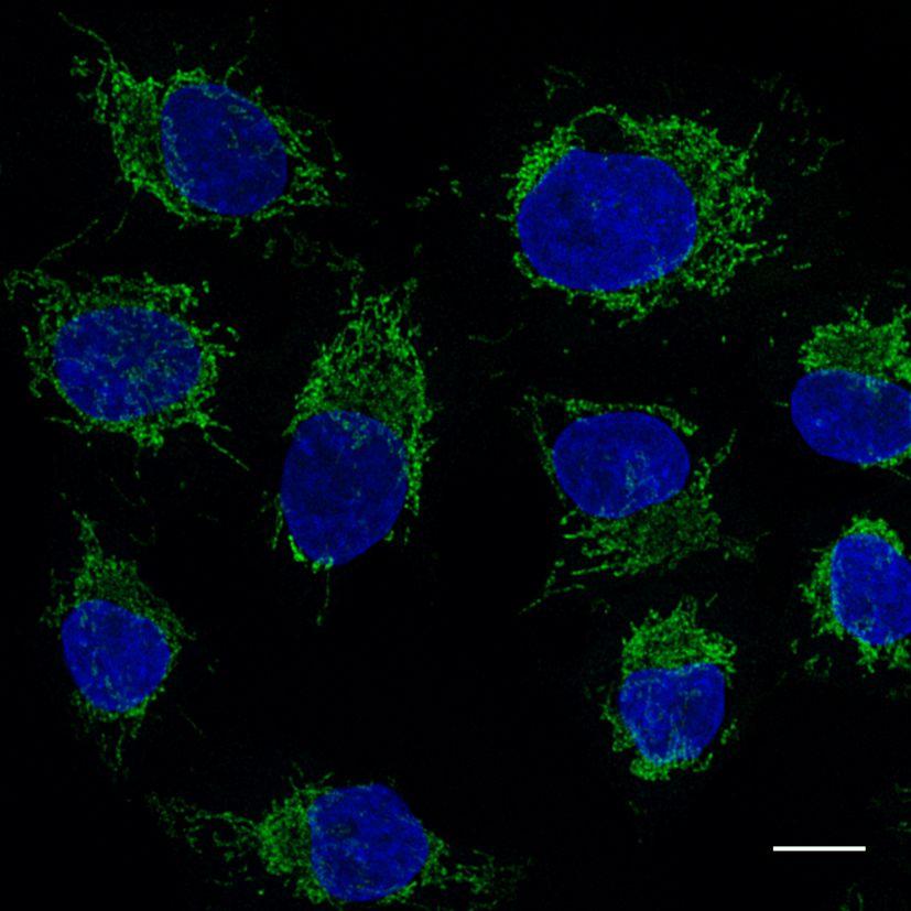 Immunostaining of COX4 in HeLa cells with mouse anti-COX4 antibody and Nano-Secondary® alpaca anti-mouse IgG1, recombinant VHH, Alexa Fluor® 488 [CTK0103,CTK0104] 1:500 (green). Nuclei were stained with DAPI (blue). Scale bar, 10 µm.