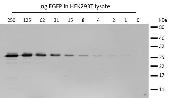 Western blot analysis of EGFP (EGFP-250, ChromoTek) added to HEK293T cell lysate.Detection with mouse anti-GFP antibody and Nano-Secondary® alpaca anti-mouseIgG1, recombinant VHH, Alexa Fluor® 488 [CTK0103, CTK0104] 1:1,000.