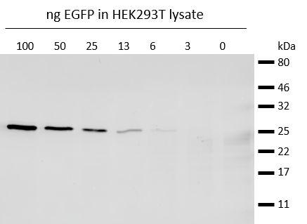 Western blot analysis of EGFP (EGFP-250, ChromoTek) added to HEK293T cell lysate.Detection with mouse anti-GFP antibody and Nano-Secondary® alpaca anti-mouse IgG1, recombinant VHH, Alexa Fluor® 647 [CTK0103, CTK0104] 1:1,000