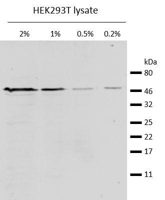 Western blot analysis of endogenous β-Tubulin in HEK293T cell lysate. Detection with mouse anti-β-Tubulin antibody and Nano-Secondary® alpaca anti-mouse IgG2b,recombinant VHH, Alexa Fluor® 488 [CTK0105, CTK0106] 1:1,000.