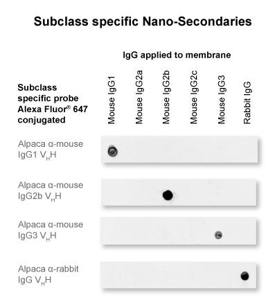 The Nano-Secondary anti-mouse IgG2b is subclass-specific and does not cross-react with IgGs from other commonly used species (here rabbit) and with mouse IgG1 and IgG3 subclasses.