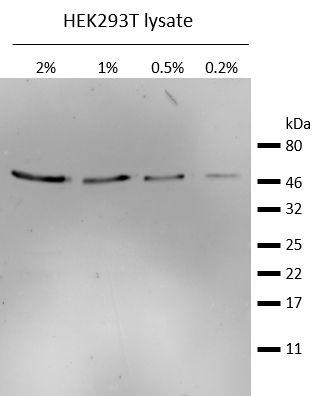 Western blot analysis of endogenous β-Tubulin in HEK293T cell lysate. Detection with mouse anti-β-Tubulin antibody and Nano-Secondary® alpaca anti-mouse IgG2b,recombinant VHH, Alexa Fluor® 568 [CTK0105, CTK0106] 1:1,000.