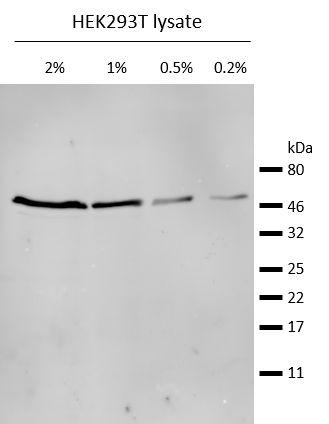 Western blot analysis of endogenous β-Tubulin in HEK293T cell lysate. Detection with mouse anti-β-Tubulin antibody and Nano-Secondary® alpaca anti-mouse IgG2b,recombinant VHH, Alexa Fluor® 647 [CTK0105, CTK0106] 1:1,000.