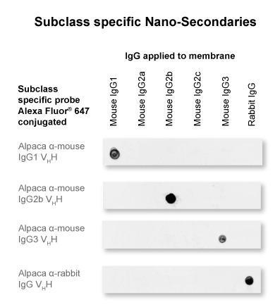 The Nano-Secondary anti-mouse IgG1 Nano-Secondary is subclass-specific and does not cross-react with IgGs from other commonly used species (here rabbit) and with mouse IgG2b and IgG3 subclasses.